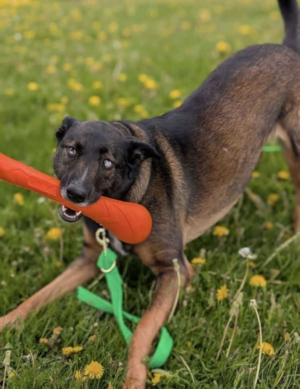 MacY, an adoptable German Shepherd Dog in Keswick, ON, L4P 3G1 | Photo Image 2
