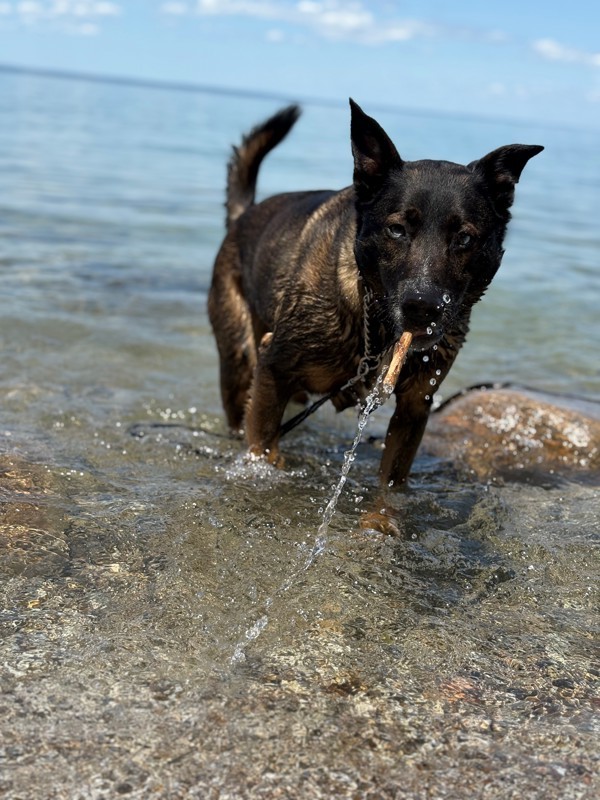MacY, an adoptable Shepherd in Keswick, ON, L4P 3G1 | Photo Image 2