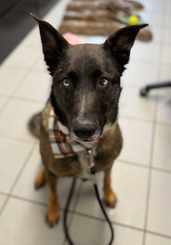 Macy., an adoptable Shepherd in Keswick, ON, L4P 3G1 | Photo Image 2