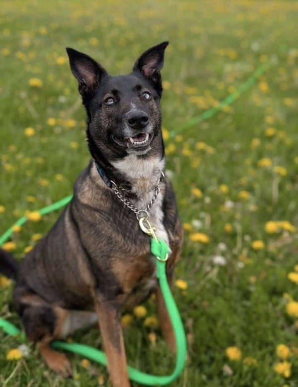MacY, an adoptable German Shepherd Dog in Keswick, ON, L4P 3G1 | Photo Image 3