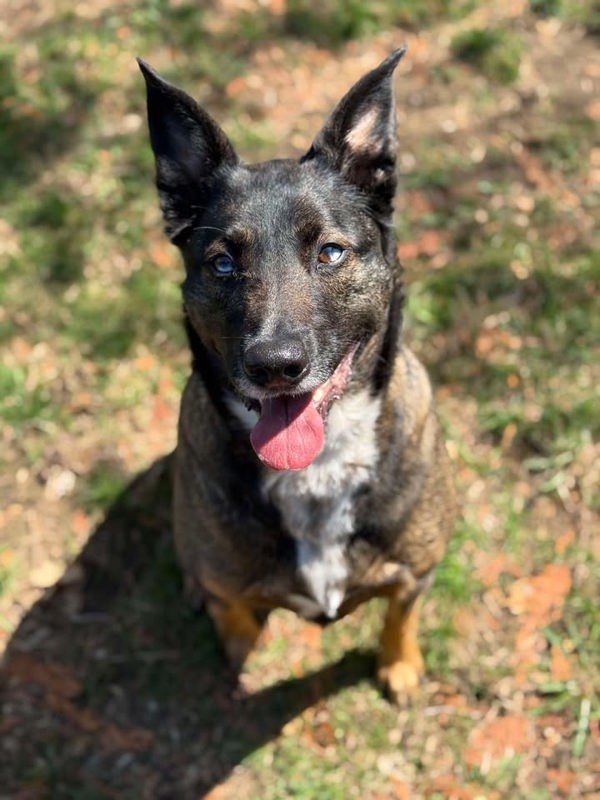 MacY, an adoptable German Shepherd Dog in Keswick, ON, L4P 3G1 | Photo Image 4