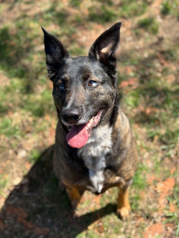 MacY, an adoptable German Shepherd Dog in Keswick, ON, L4P 3G1 | Photo Image 6