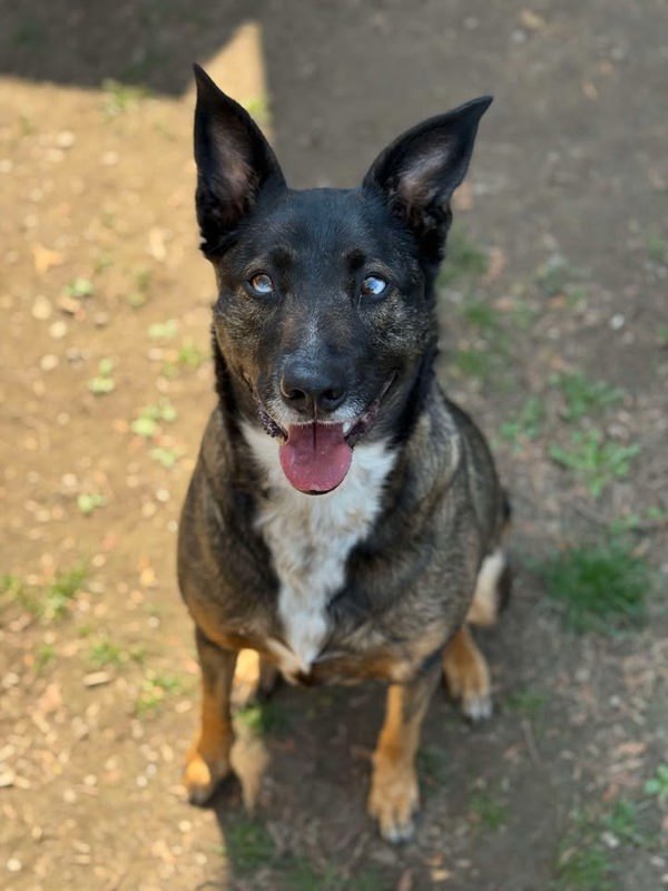 MacY, an adoptable Shepherd in Keswick, ON, L4P 3G1 | Photo Image 6