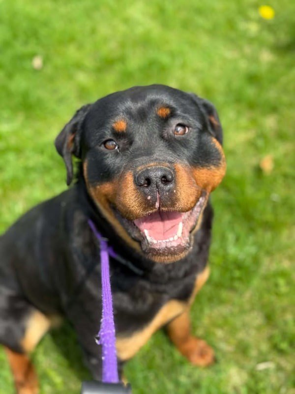 Arrow, an adoptable Rottweiler in Keswick, ON, L4P 3G1 | Photo Image 1