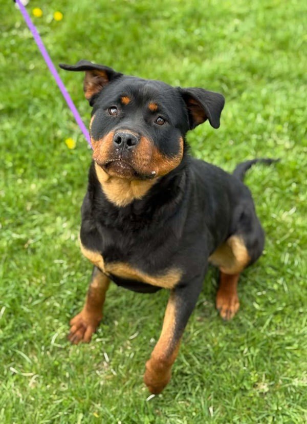 Arrow, an adoptable Rottweiler in Keswick, ON, L4P 3G1 | Photo Image 2