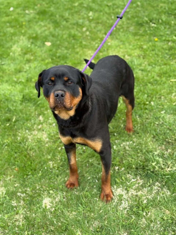 Arrow, an adoptable Rottweiler in Keswick, ON, L4P 3G1 | Photo Image 3