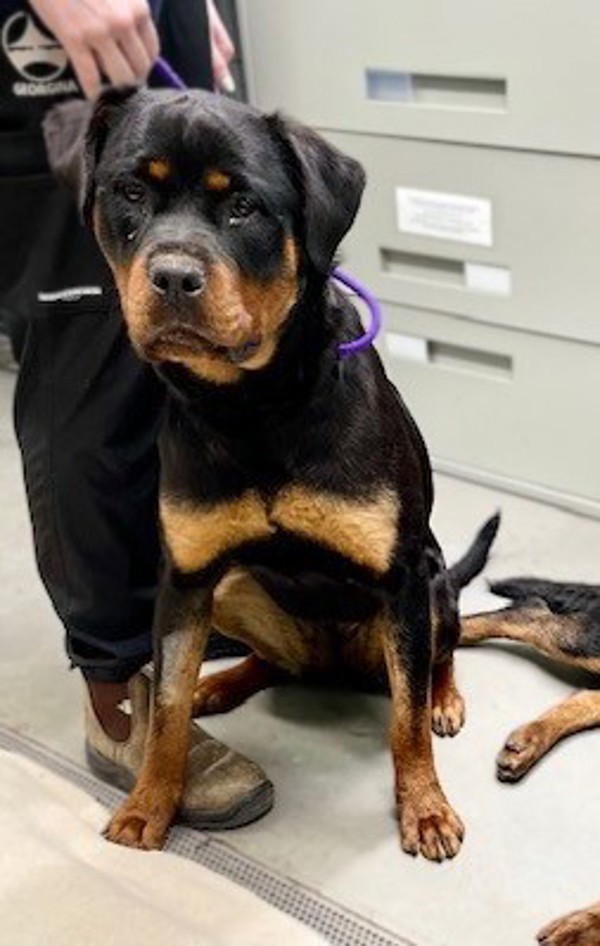 Arrow, an adoptable Rottweiler in Keswick, ON, L4P 3G1 | Photo Image 4