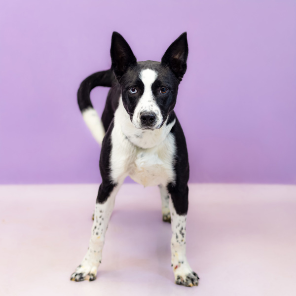 Pen 179c Beowoof