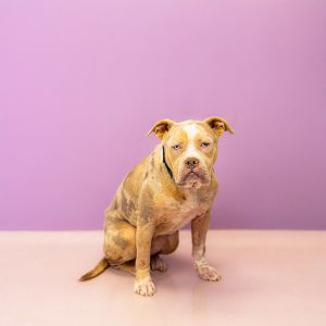 Primary Color Merle Weight 47lbs Age 3yrs 1mths 2wks Animal has been Spayed