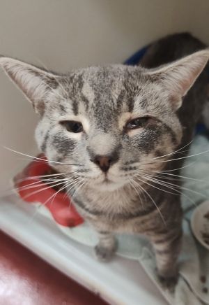 Coda, Young Male Domestic Short Hair