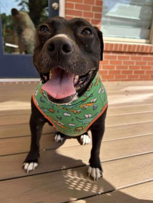 Jupiter, Adult Female Pit Bull Terrier