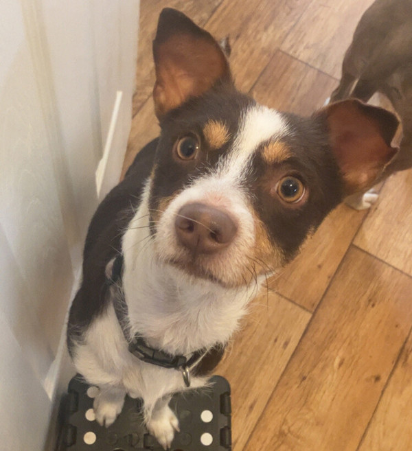 Tucker 1
