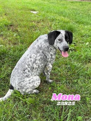 Mona is a sweet hound mix with a beautiful ticked coat and a gentle personality She walks well on 