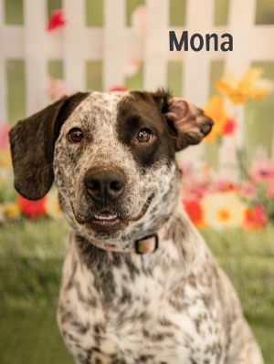 Mona is a sweet hound mix with a beautiful ticked coat and a gentle personality She walks well on 
