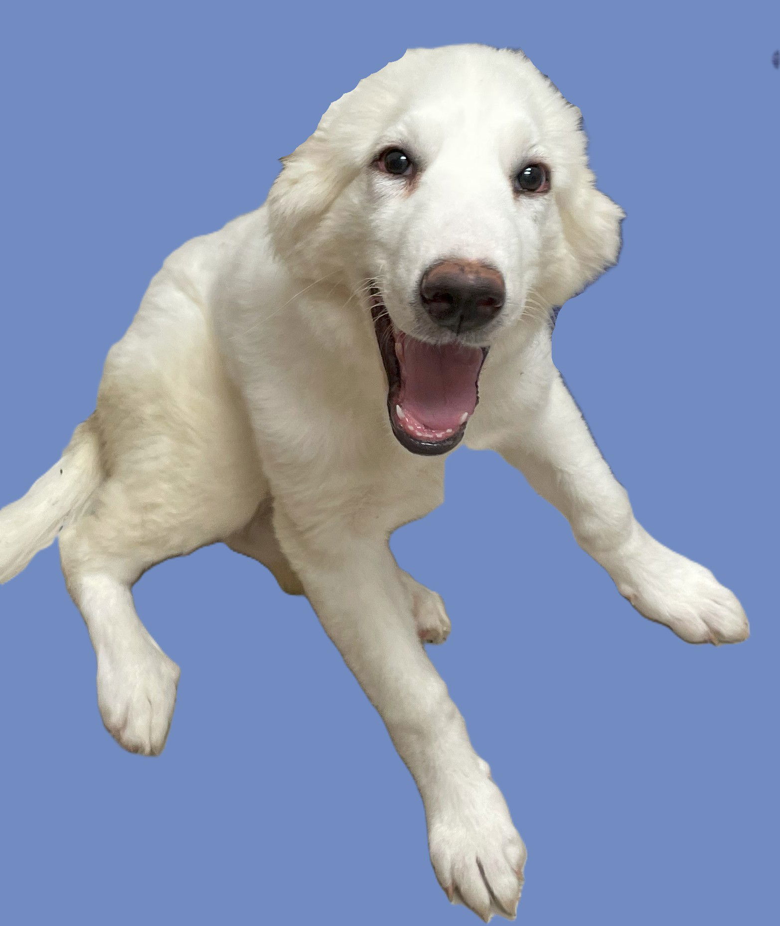 Corra Linn, an adoptable Great Pyrenees, Akbash in Whitewright, TX, 75491 | Photo Image 1