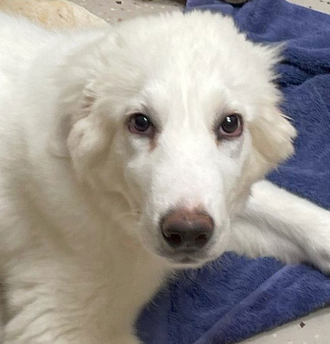 Corra Linn, an adoptable Great Pyrenees, Akbash in Whitewright, TX, 75491 | Photo Image 2