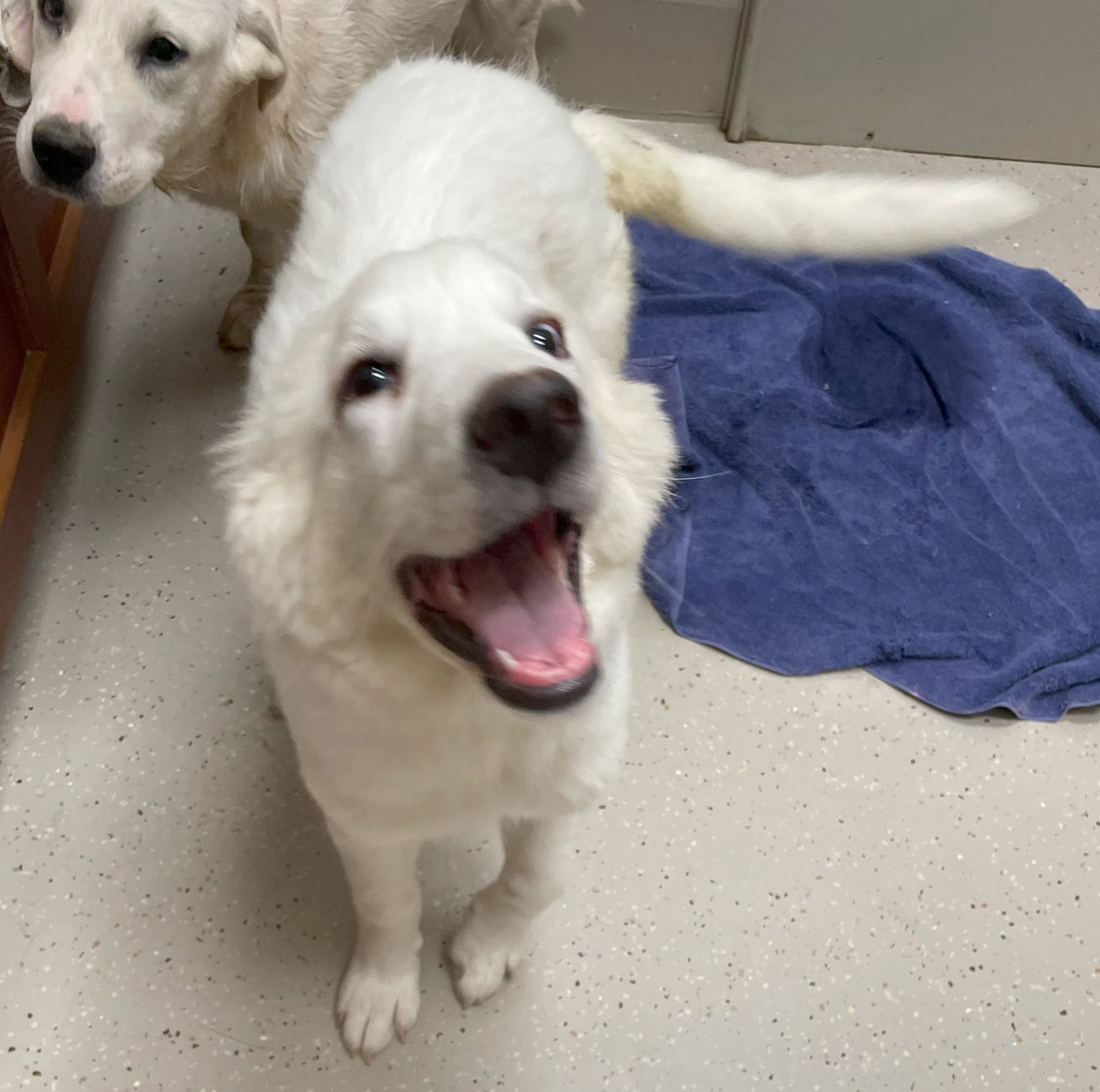 Corra Linn, an adoptable Great Pyrenees, Akbash in Whitewright, TX, 75491 | Photo Image 3