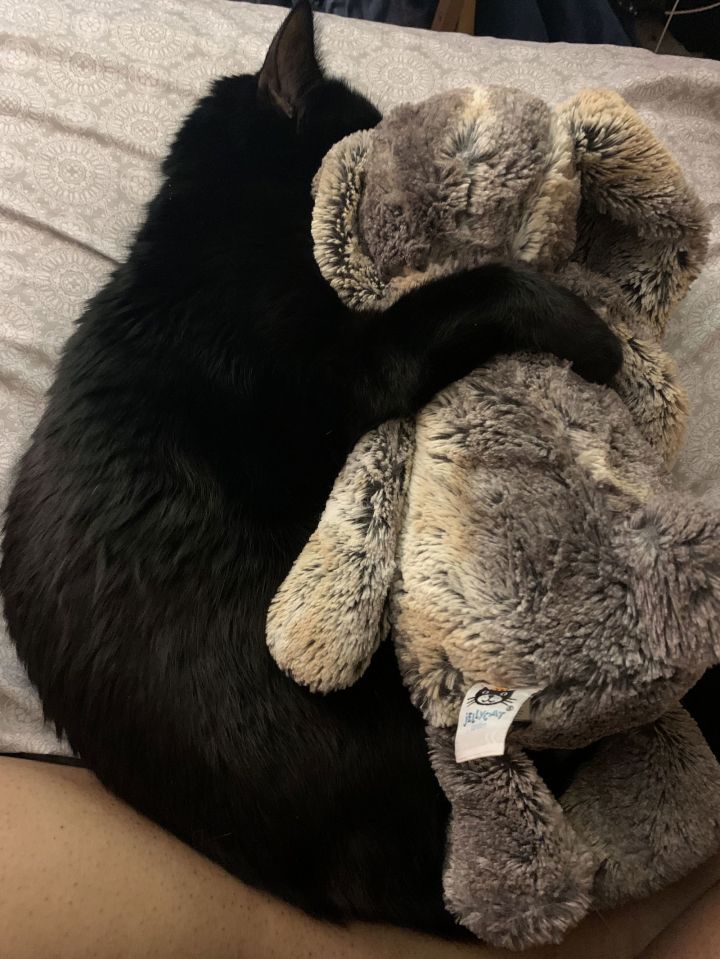 GOMA - Offered by Owner - Snuggle Buddy 2