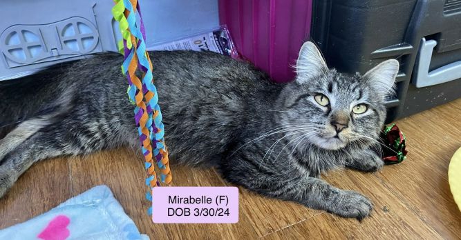 Mirabelle