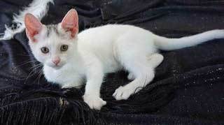 KITTEN NYM