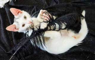 KITTEN NYM 2