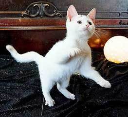 KITTEN NYM 3