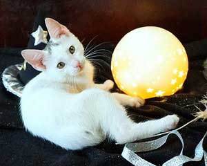 KITTEN WHIT 1