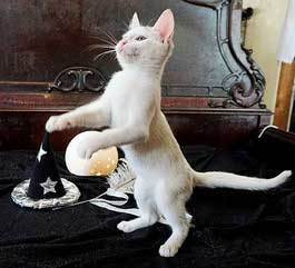 KITTEN WHIT 2