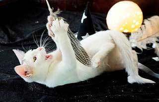 KITTEN WHIT 3