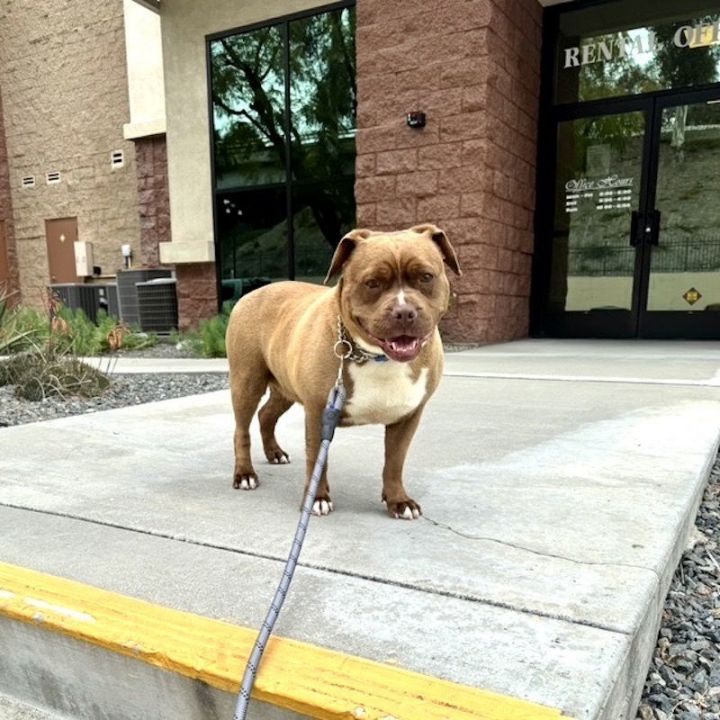 Dixie 1