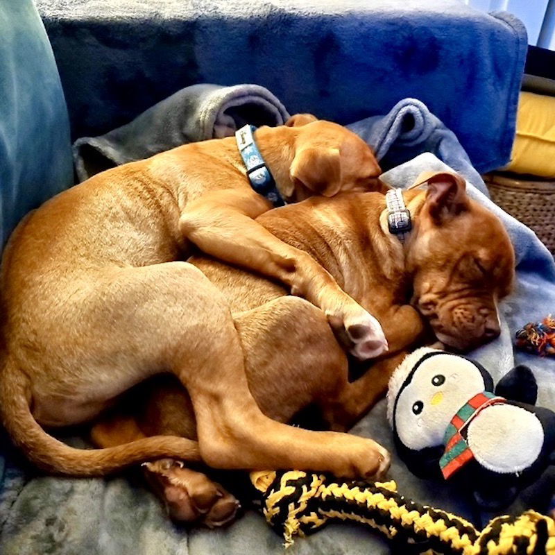 Penny