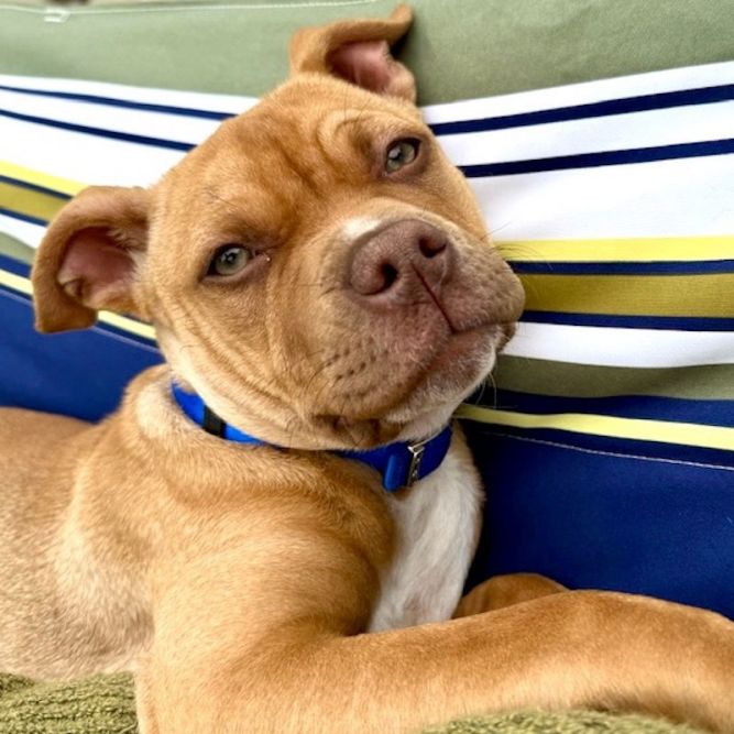 Max