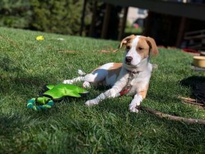 SKYE**