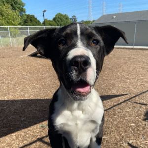 AVAILABLE BY APPOINTMENT Hello My name is Dennis and Im a neutered 7-month-old pit bull that wi
