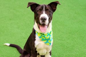 Hello My name is Dennis and Im a neutered 8-month-old Border Collie mix that will grow to be aro