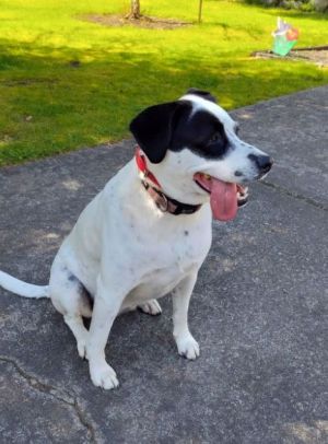 Meet Rosie Sweet Rosie is a lovely 4 year old mixed breed girl She is friendly and pretty easy-goi