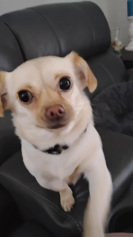 Stella