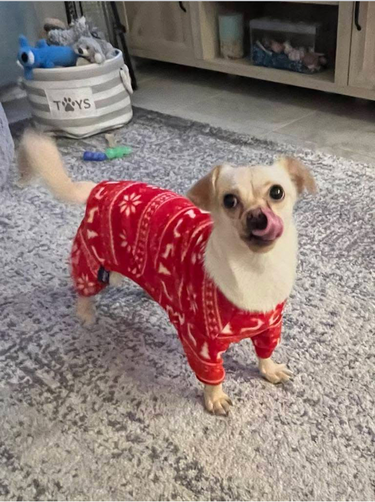 Stella