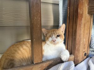 Sunkist, Adult Male unknown