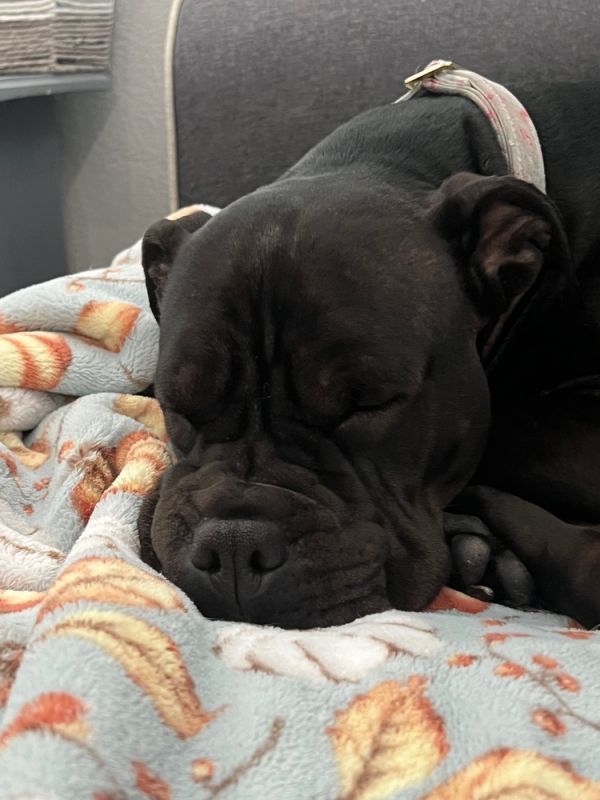Pippa (livia) thumbnail 4