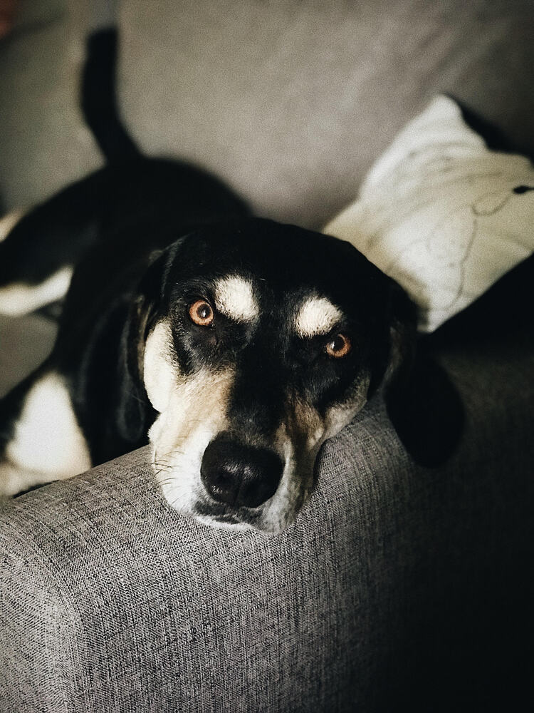 Lari