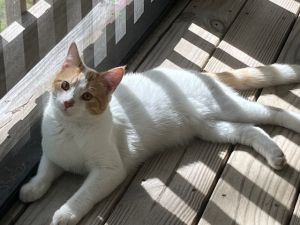 Jynx, Adult Male Domestic Short Hair