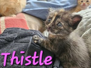 Thistle, Baby Female Domestic Short Hair