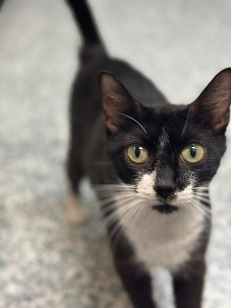 Minnie-Adopt or Foster to Adopt
