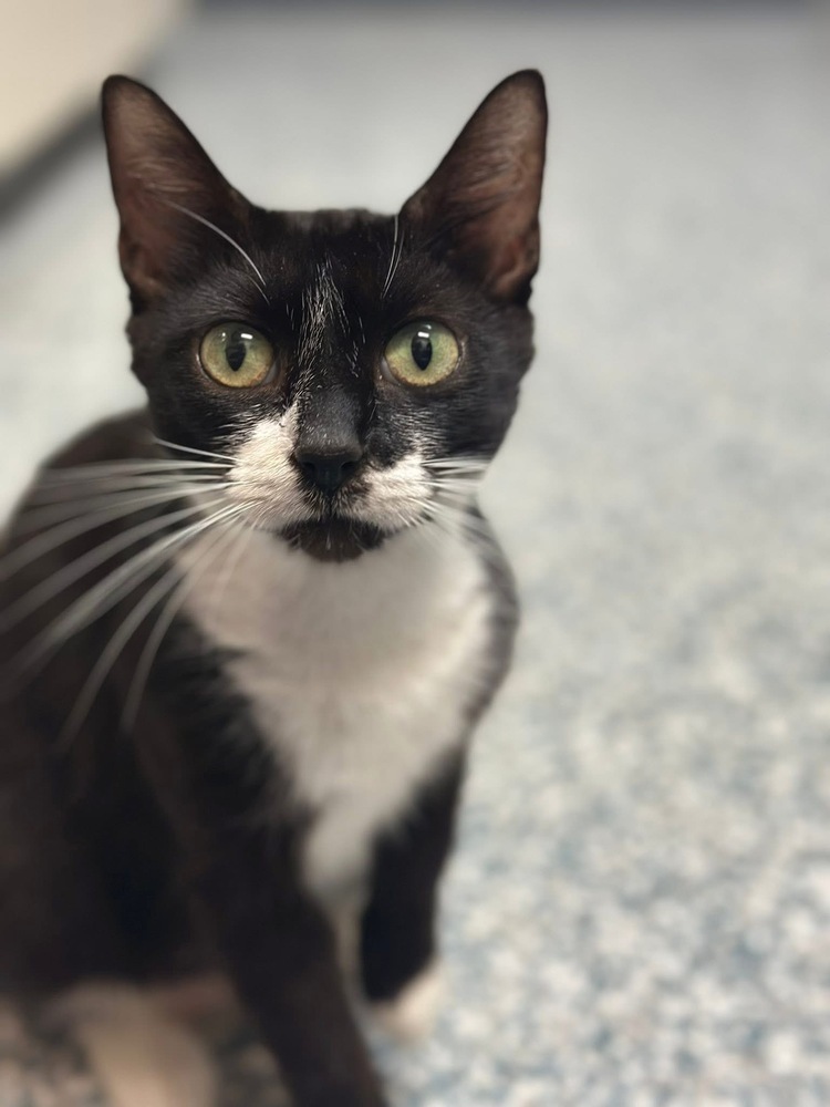 Minnie-Adopt or Foster to Adopt