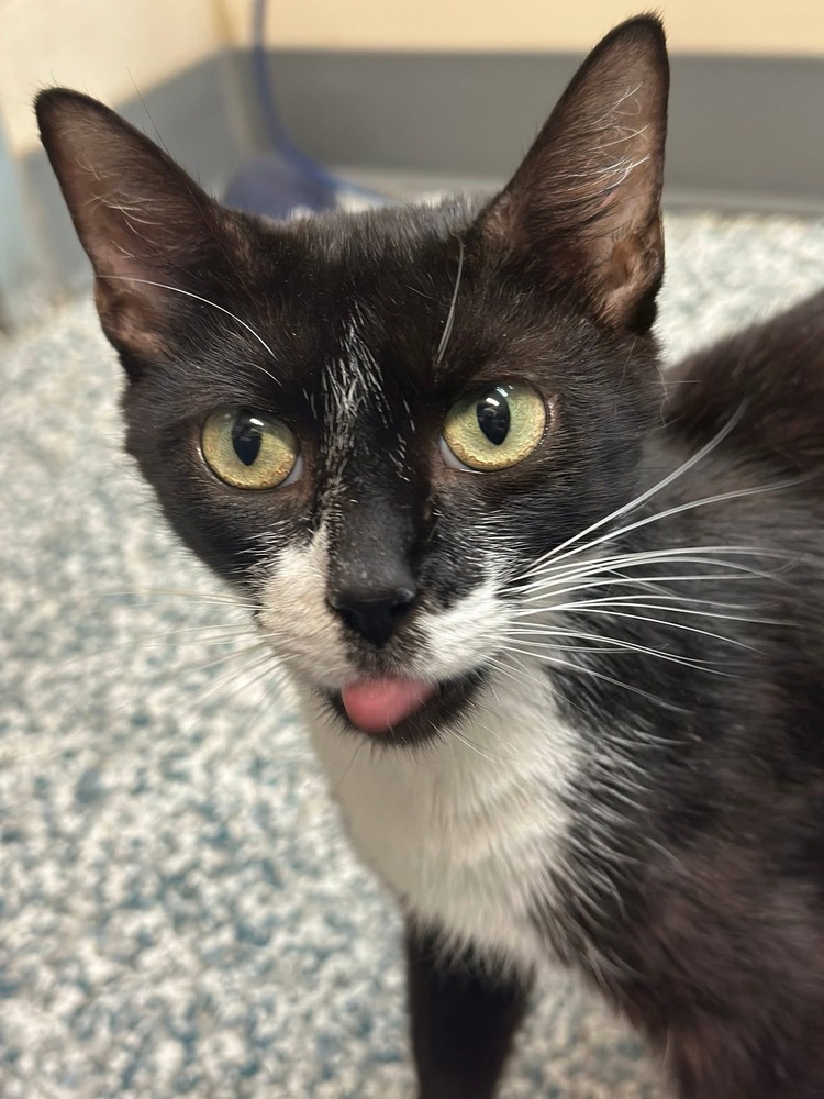 Minnie-Adopt or Foster to Adopt