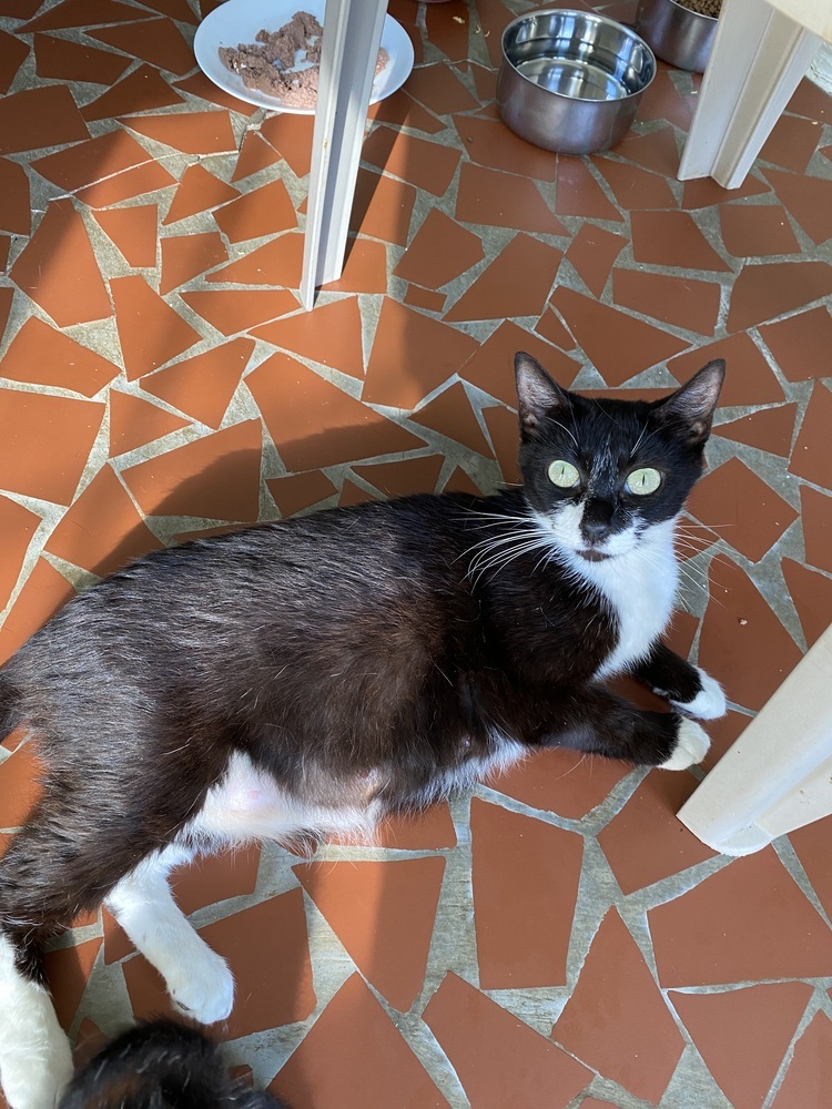 Minnie-Adopt or Foster to Adopt