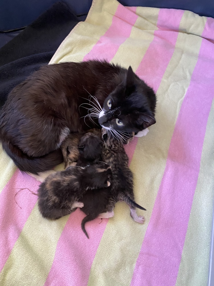 Minnie-Adopt or Foster to Adopt