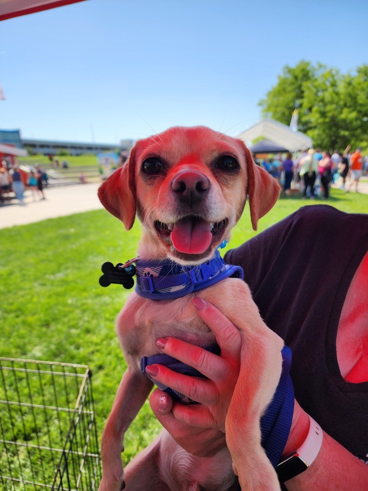 Chihuahua Mix - Arlo