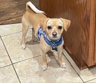 Chihuahua Mix - Arlo